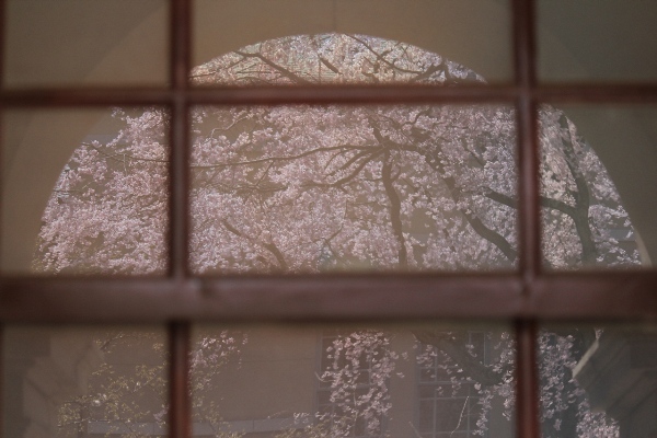 1869-12.4.8京都府庁しだれ桜　北側曇りガラスに映る祇園枝垂桜.jpg